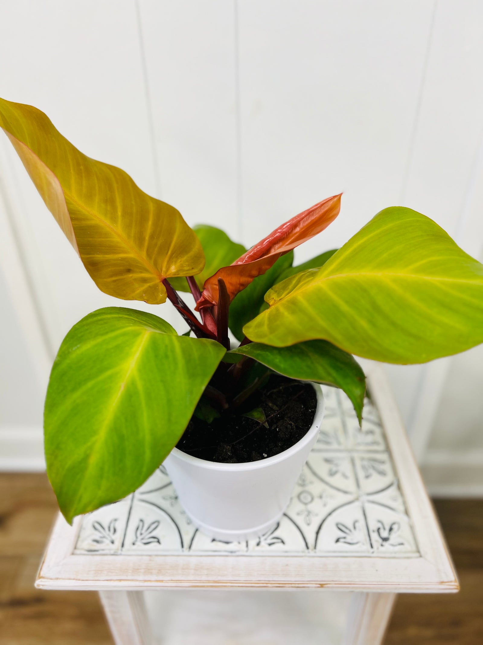 House plant