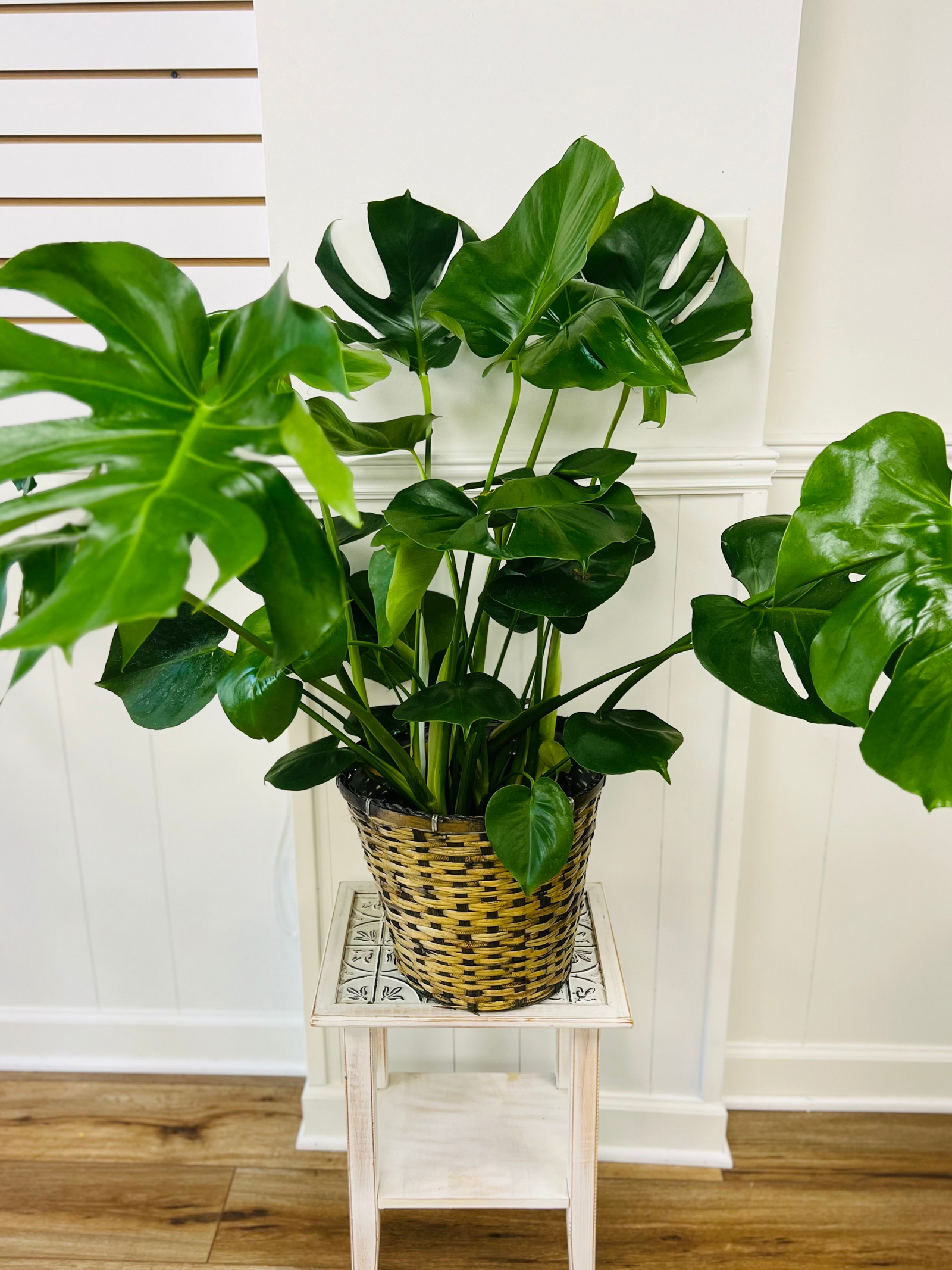 House plant