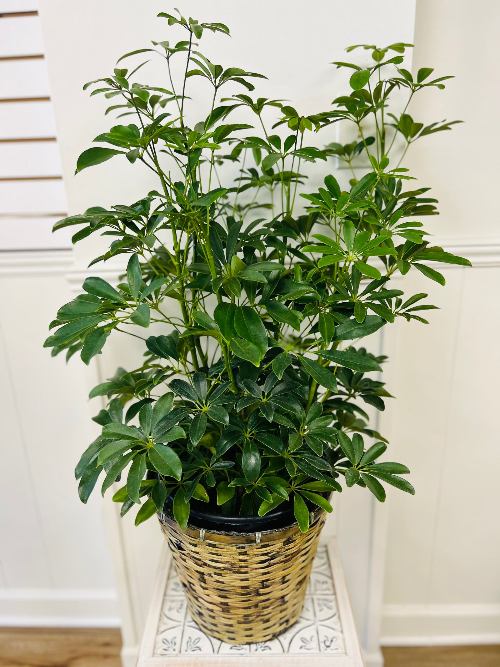 House plant