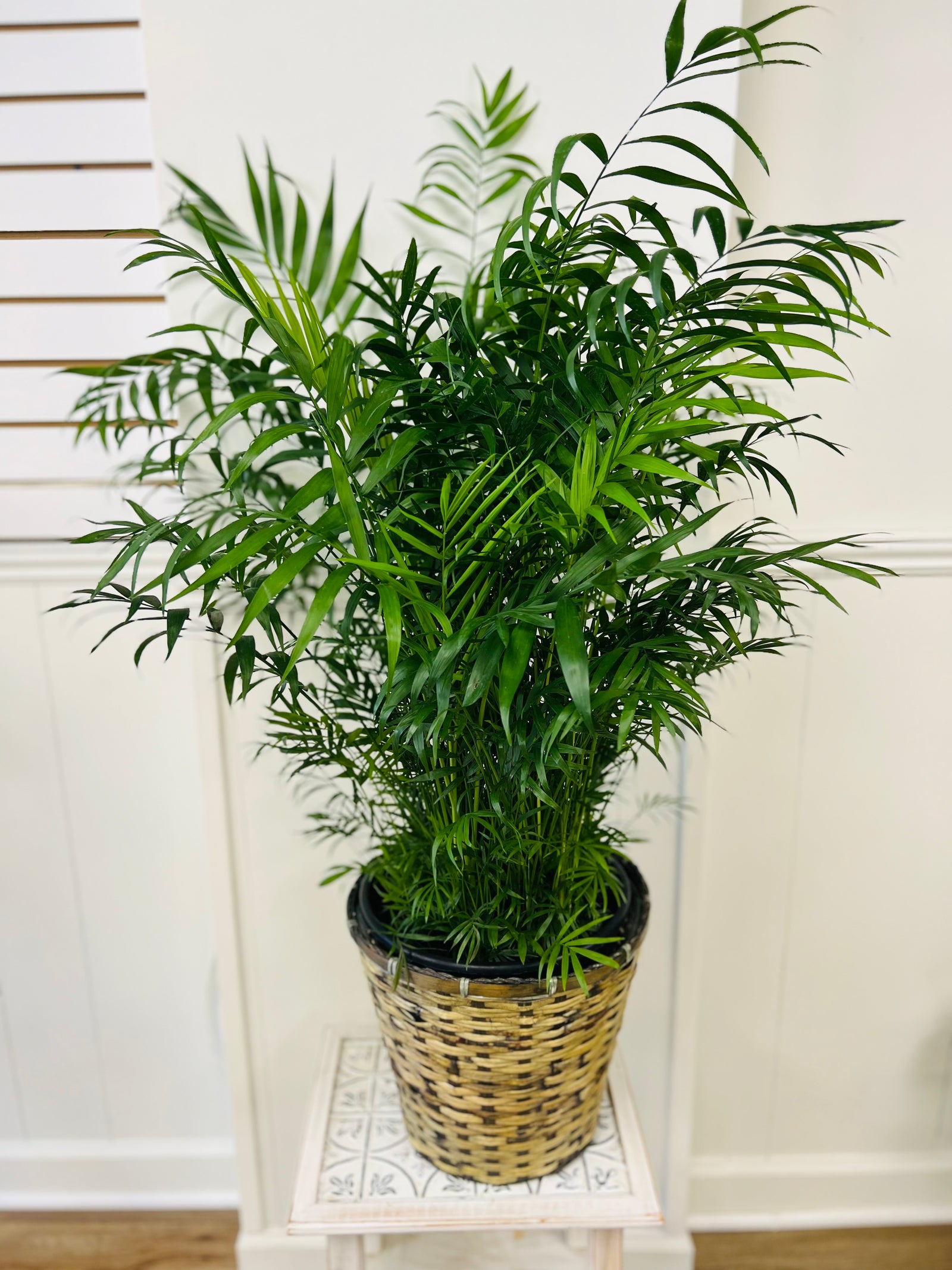 House plant