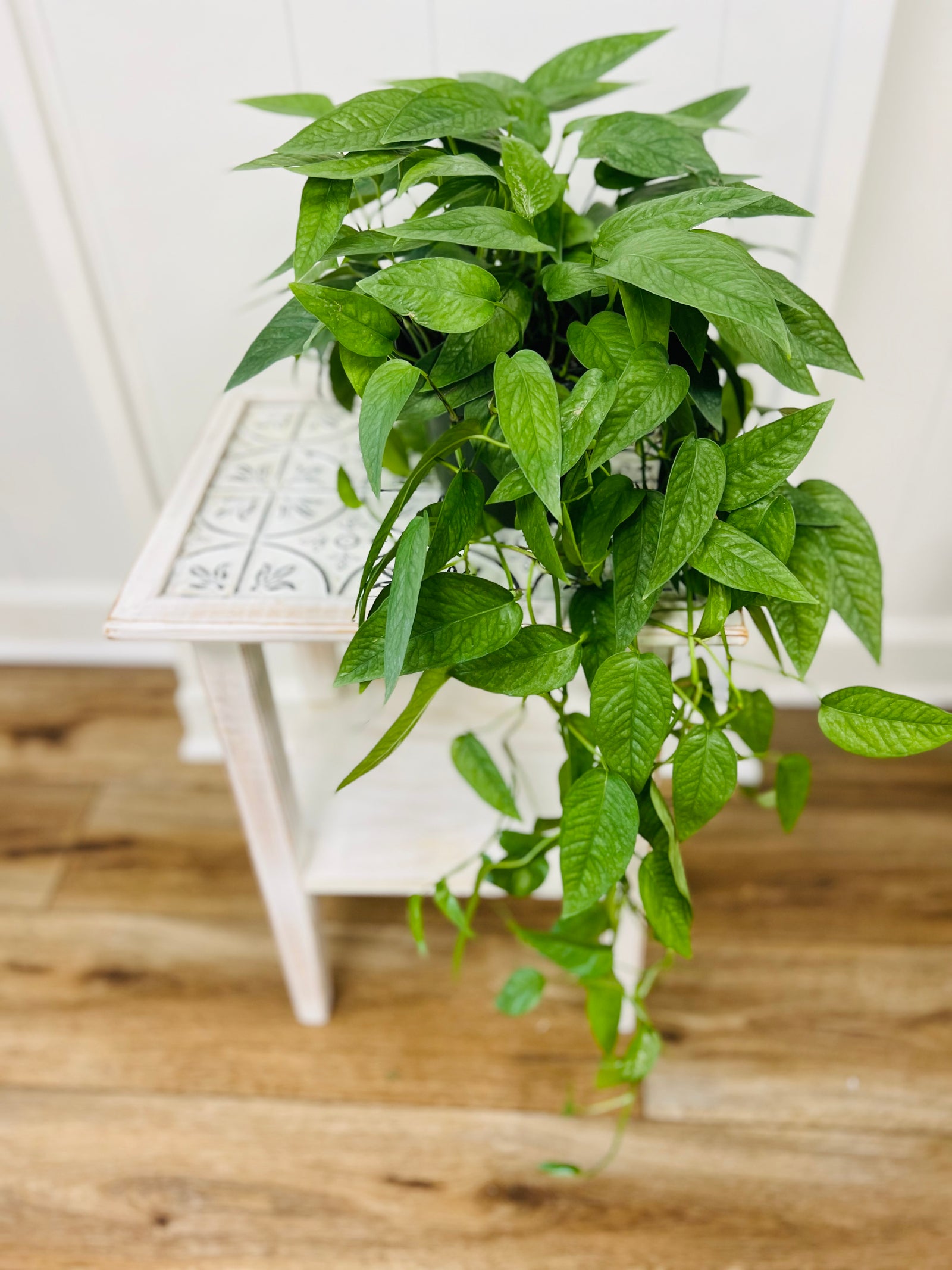 House plant