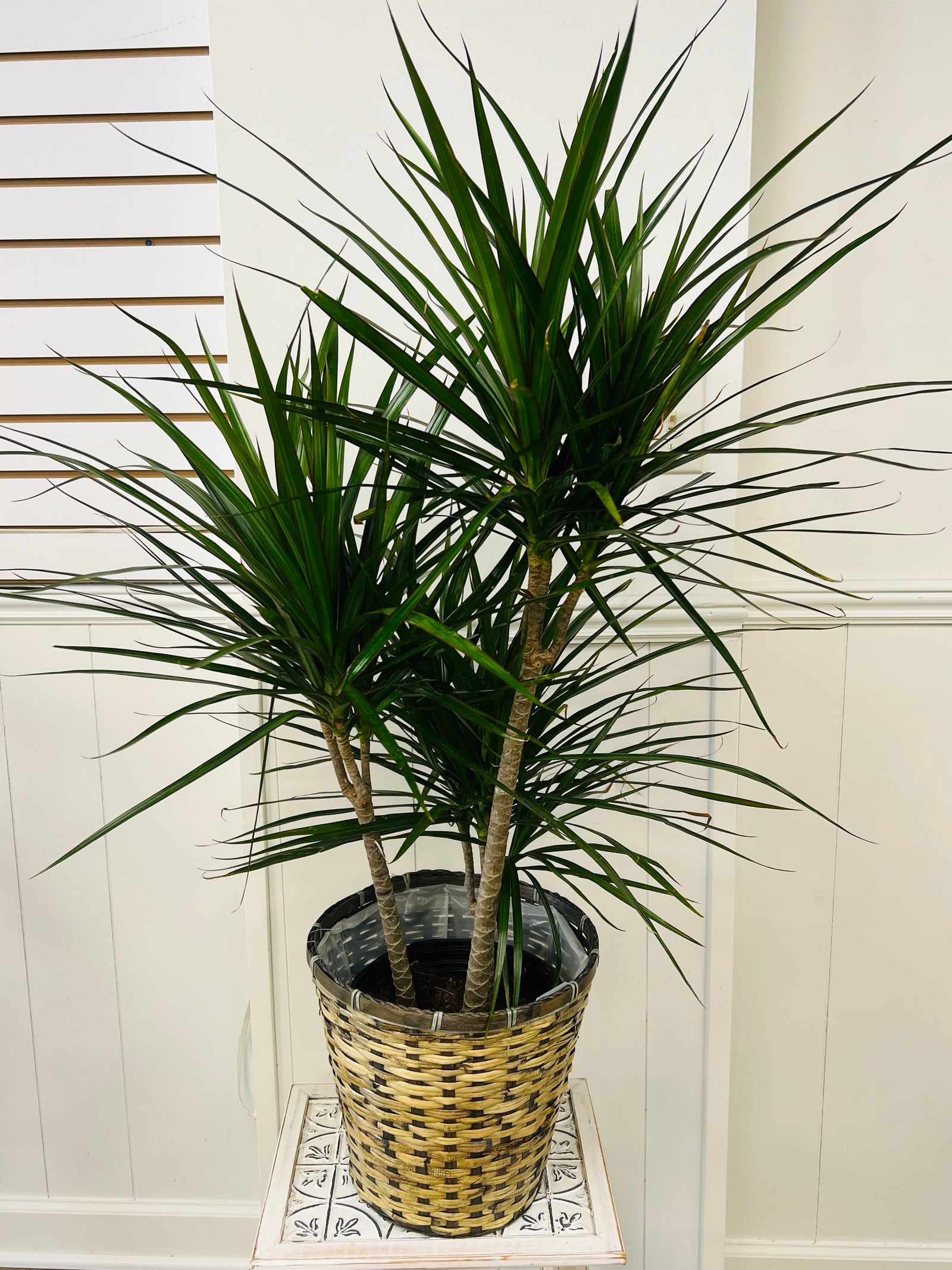 House plant