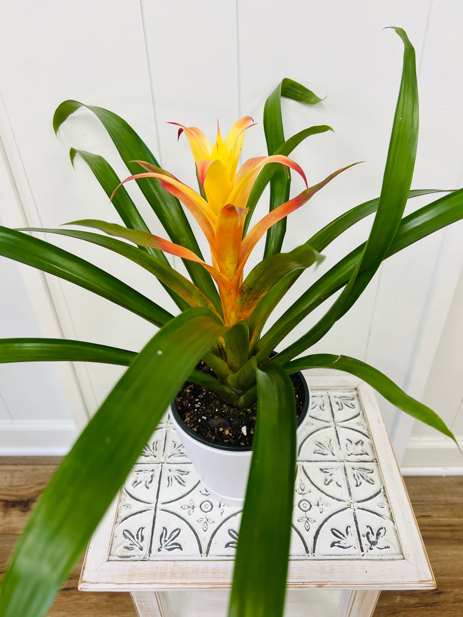 House plant