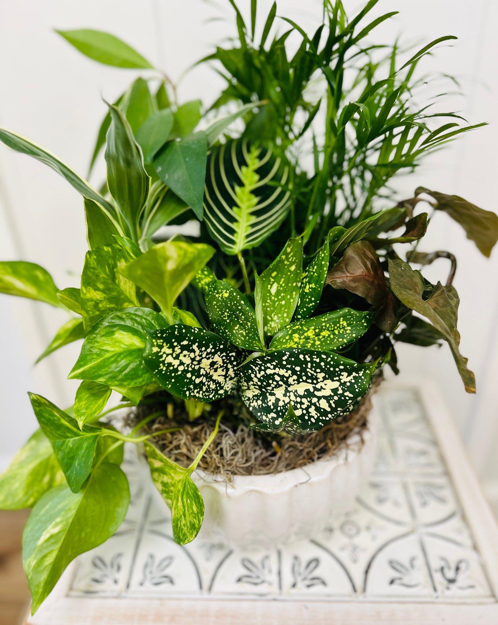 House plant