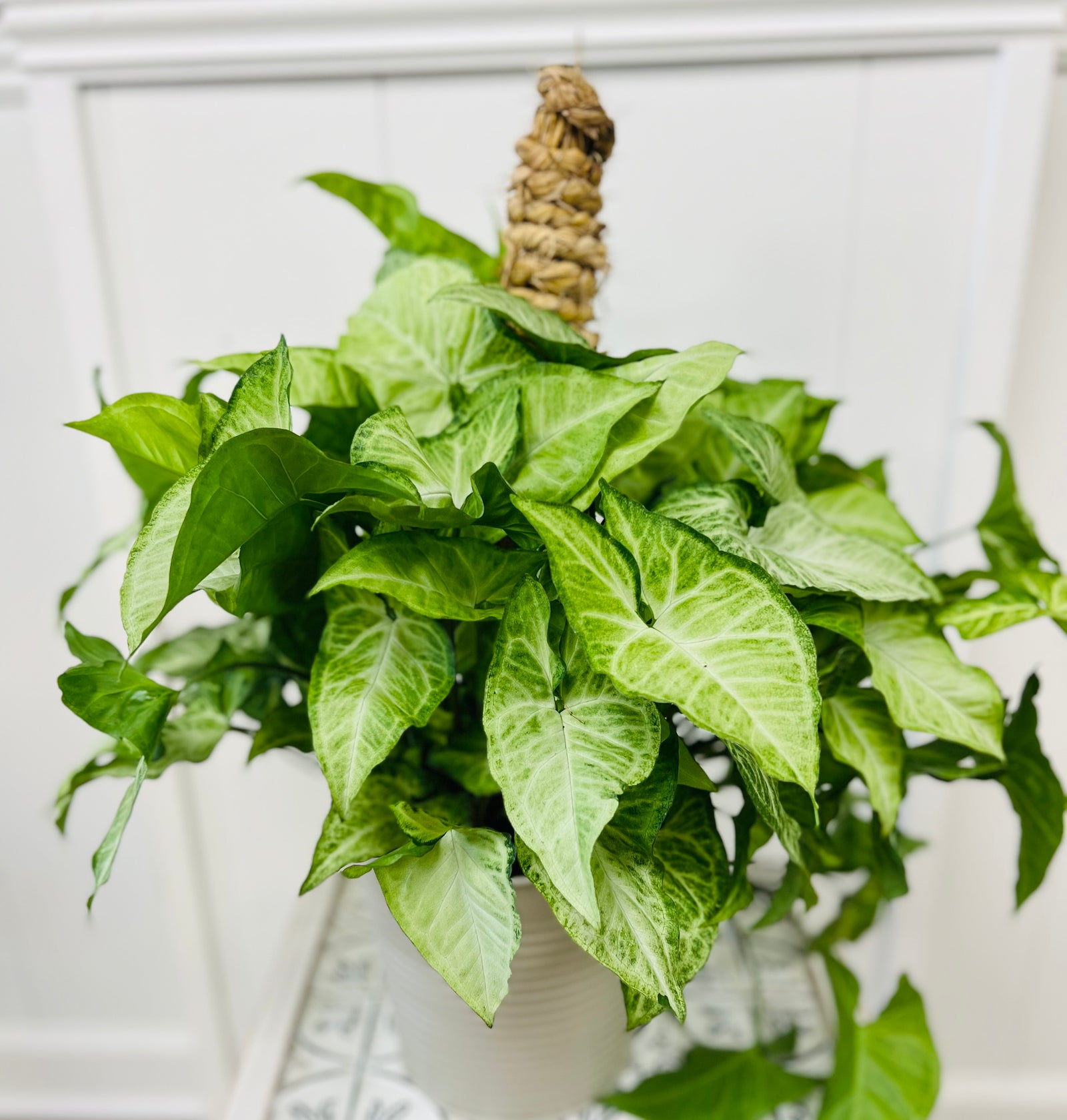 House plant